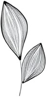 a drawing of two leaves.jpg